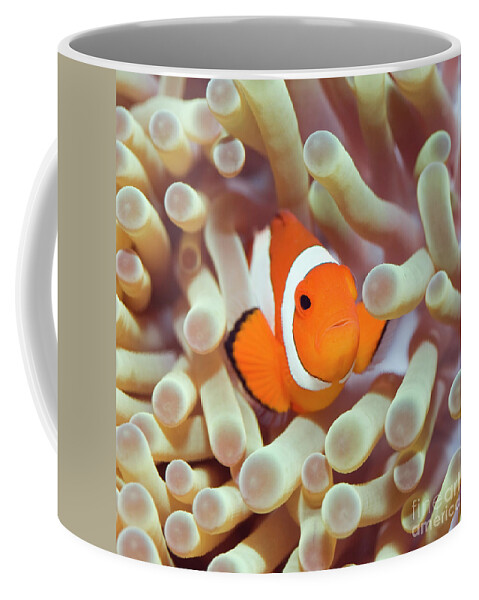 Clownfish Coffee Mug featuring the photograph Tropical fish Clownfish #1 by MotHaiBaPhoto Prints