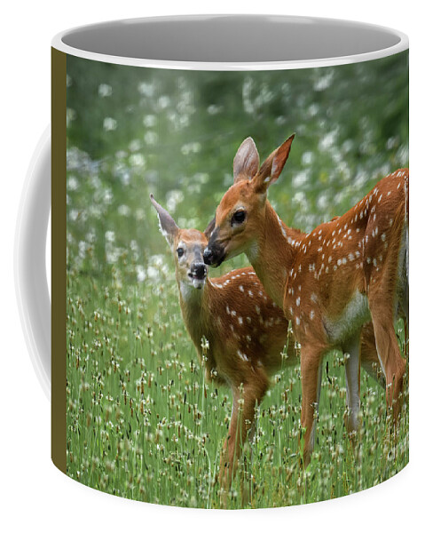 Twins Coffee Mug featuring the photograph Twins by Amy Porter