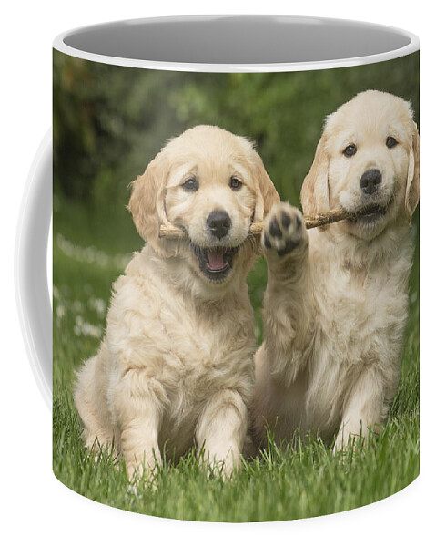 https://render.fineartamerica.com/images/rendered/default/frontright/mug/images/artworkimages/medium/1/1-two-cute-golden-retriever-dog-puppies-outdoors-mary-evans-picture-library.jpg?&targetx=150&targety=0&imagewidth=499&imageheight=333&modelwidth=800&modelheight=333&backgroundcolor=979467&orientation=0&producttype=coffeemug-11