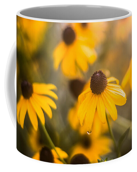 Black Eyed Susan Coffee Mug featuring the photograph Warm Light #2 by Parker Cunningham