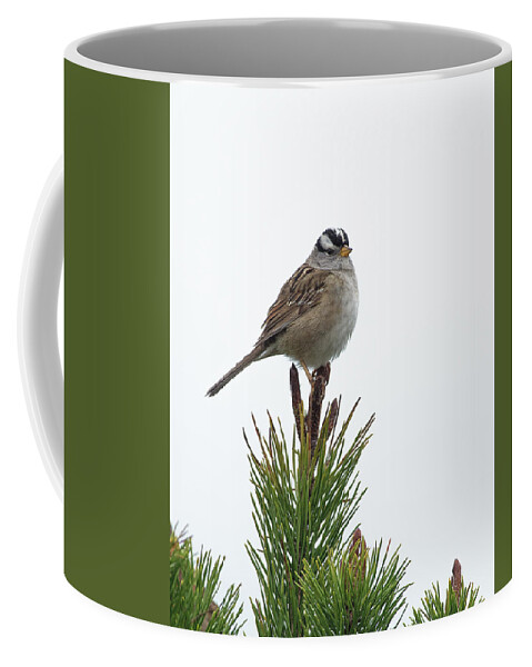 White-crowned Sparrow Coffee Mug featuring the photograph White Crowned Sparrow #1 by Jim Zablotny