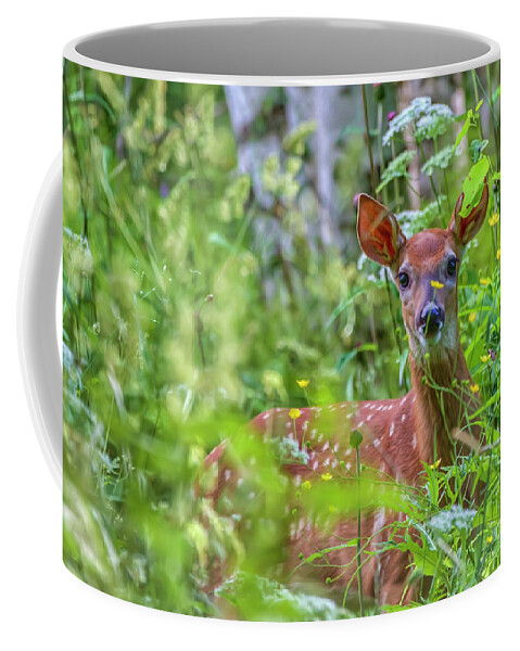 Atmosphere Coffee Mug featuring the photograph White-tailed deer #1 by Veikko Suikkanen