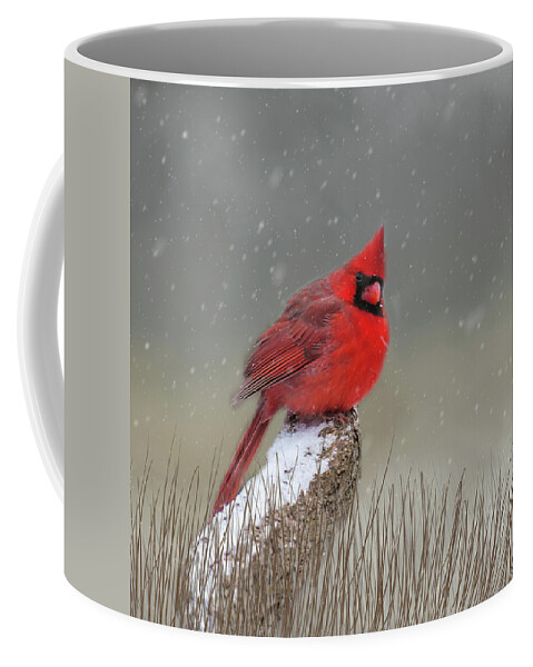 Cardinal Coffee Mug featuring the photograph Winter Cardinal #1 by Cathy Kovarik