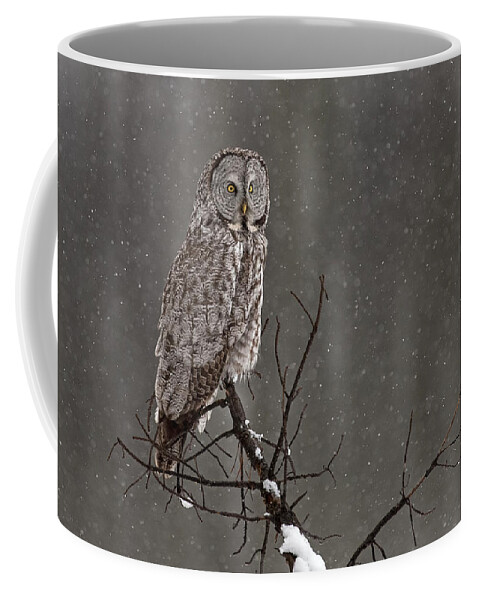 Bird Coffee Mug featuring the photograph Winterstill #1 by Sandy Sisti