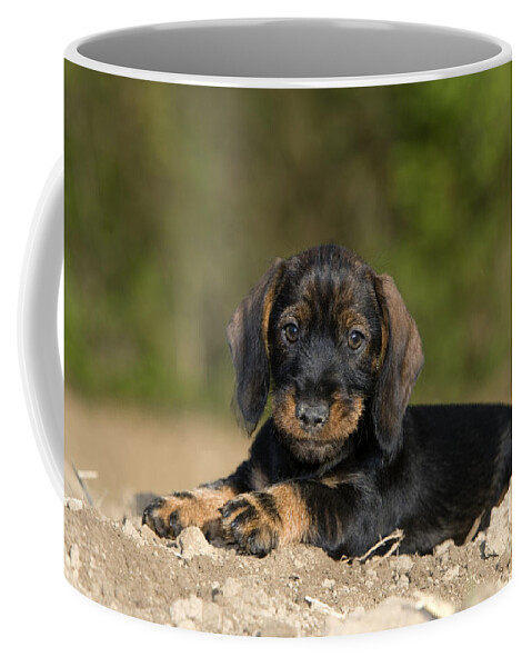 Dachshund Coffee Mug featuring the photograph Wire-haired Dachshund Puppy #1 by Jean-Louis Klein and Marie-Luce Hubert