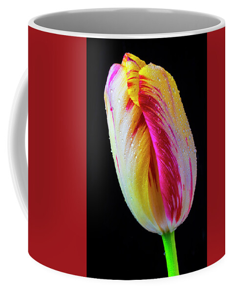 Tulip Coffee Mug featuring the photograph Wonderful Dew Covered Tulip #1 by Garry Gay