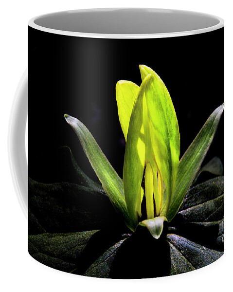 Yellow Trillium Coffee Mug featuring the photograph Yellow Trillium #1 by Barbara Bowen
