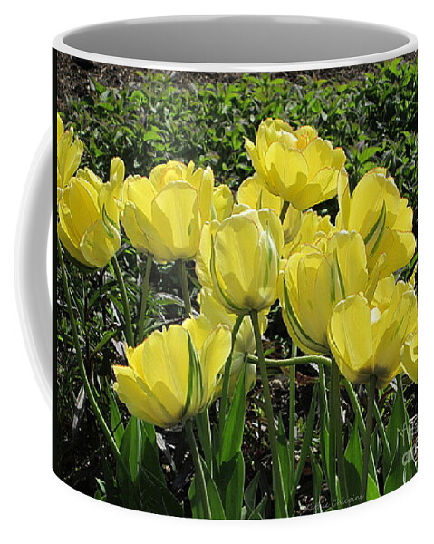 Photography Coffee Mug featuring the photograph Yellow Tulips #1 by Kathie Chicoine
