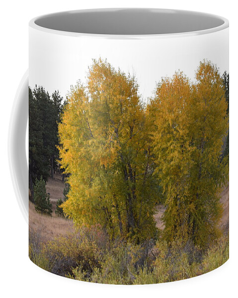 Aspen Coffee Mug featuring the photograph Aspen Trees in the Fall CO by Margarethe Binkley