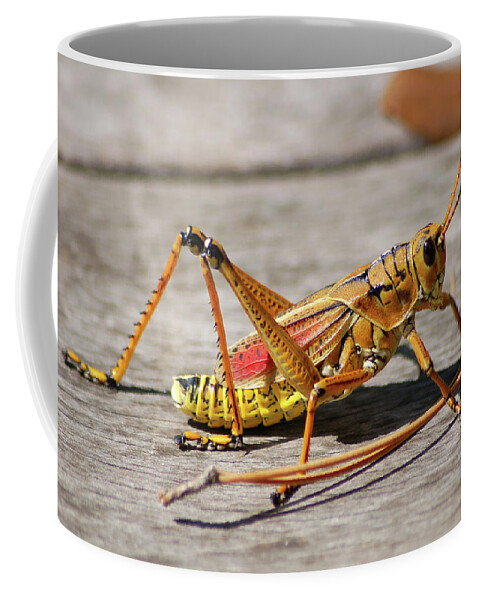Lubber Grasshopper Coffee Mug featuring the photograph 10- Lubber Grasshopper by Joseph Keane