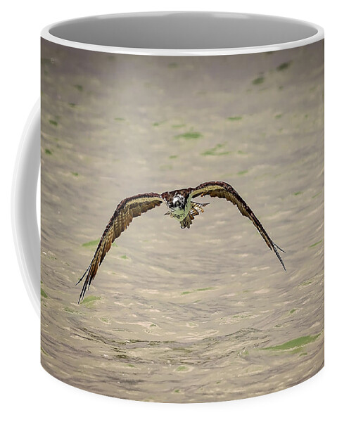 Naples Coffee Mug featuring the photograph Osprey #10 by Peter Lakomy