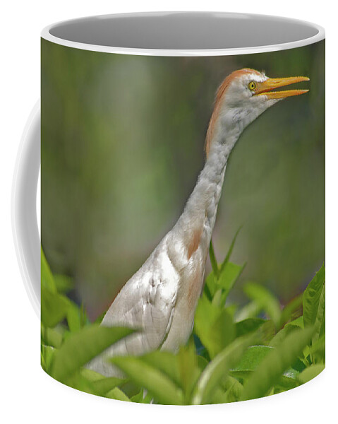 Cattle Egret Coffee Mug featuring the photograph 11- Cattle Egret by Joseph Keane