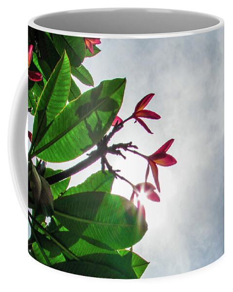 Frangipani Flower Coffee Mug featuring the photograph Frangipani #12 by Cesar Vieira