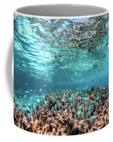 Underwater Coffee Mug featuring the photograph Underwater coral reef and fish in Indian Ocean, Maldives. #12 by Michal Bednarek