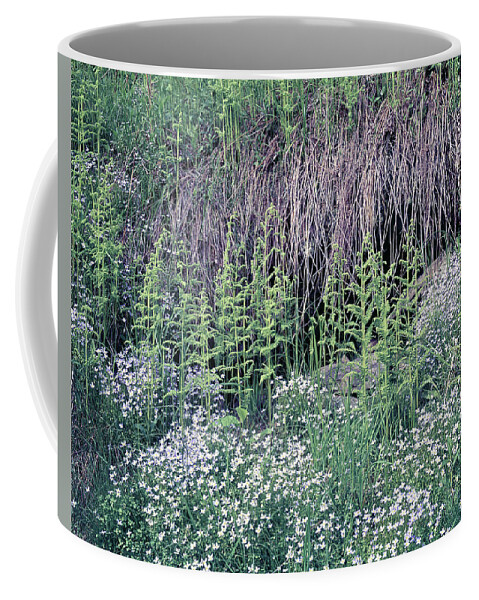 Bluets Coffee Mug featuring the photograph 146011 Bluets GSMNP by Ed Cooper Photography