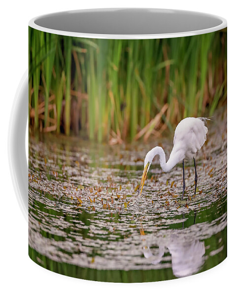 Animal Coffee Mug featuring the photograph White, Great Egret #15 by Peter Lakomy