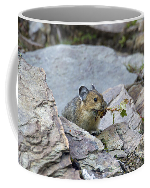 American Pika Coffee Mug featuring the photograph 151221p242 by Arterra Picture Library