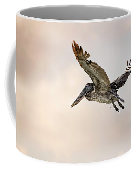 Aqua Coffee Mug featuring the photograph Pelican #17 by Peter Lakomy