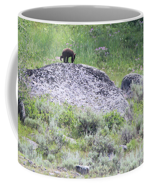 American Black Bear Coffee Mug featuring the photograph American Black Bear Yellowstone USA #2 by Bob Savage