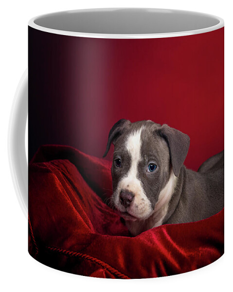 Adorable Coffee Mug featuring the photograph American Pitbull Puppy by Peter Lakomy