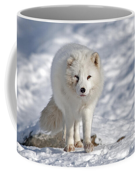 Nina Stavlund Coffee Mug featuring the photograph Arctic Fox... #1 by Nina Stavlund