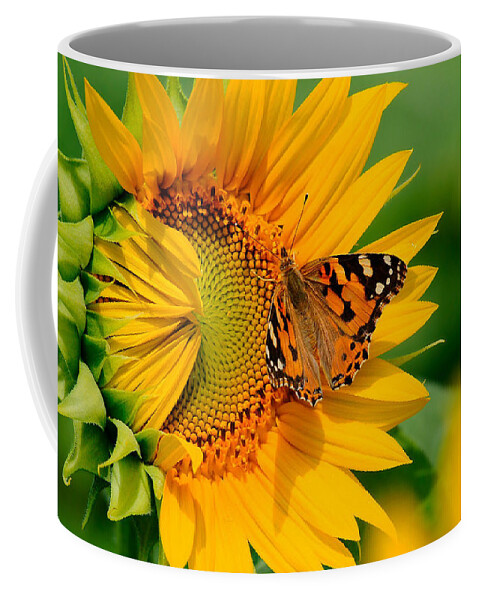 Butterfly Coffee Mug featuring the photograph Butterfly #2 by Mariel Mcmeeking