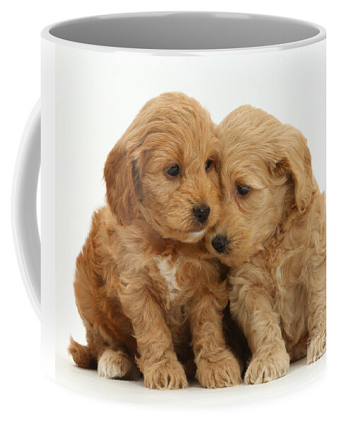 Cockapoo Puppies Coffee Mug featuring the photograph Cockapoo Puppies #2 by Mark Taylor