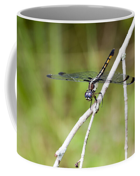 Pachydiplax Longipennis Coffee Mug featuring the photograph Female Blue Dasher Dragonfly #2 by Kathy Clark