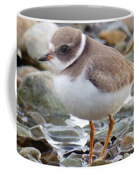 Semipalmated Plover Coffee Mug featuring the photograph Gaze #6 by Zinvolle Art