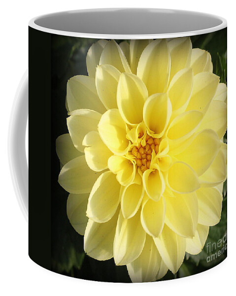 Nature Coffee Mug featuring the photograph Glowing Yellow Dahlia #1 by Dora Sofia Caputo