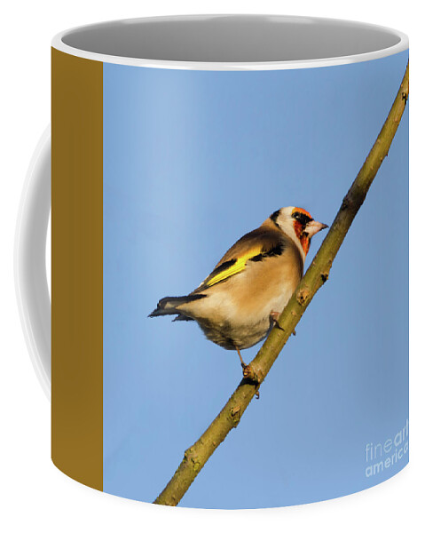 Goldfinch Coffee Mug featuring the photograph Goldfinch #2 by Steev Stamford