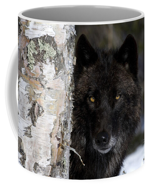 Gray Wolf Coffee Mug featuring the photograph Gray Wolf by Jean-Louis Klein and Marie-Luce Hubert