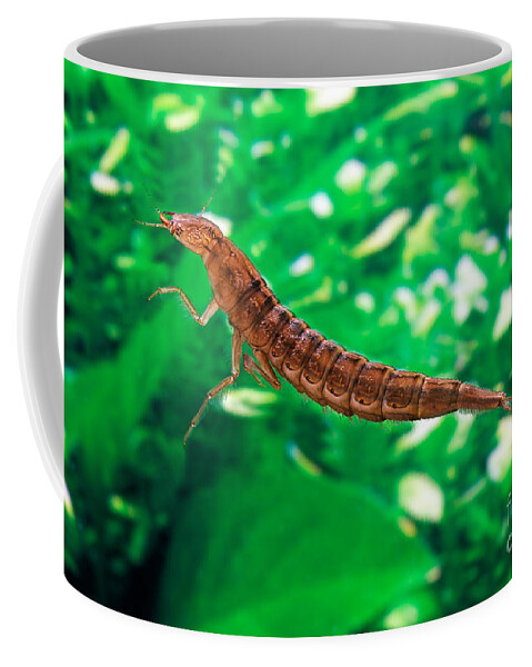 Animal Coffee Mug featuring the photograph Great Diving Beetle Dytiscus Marginalis #2 by Gerard Lacz