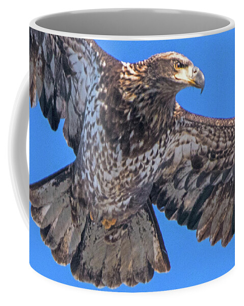 Eagle Coffee Mug featuring the photograph Immature Eagle in Flight #3 by Ira Marcus