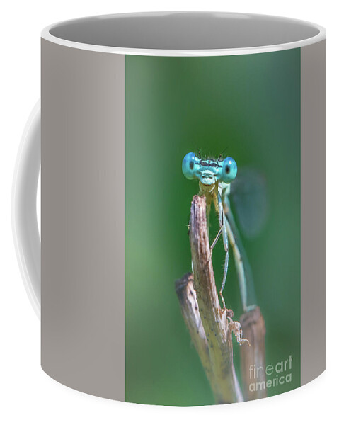 Animal Coffee Mug featuring the photograph Male Blue featherleg - Platycnemis pennipes #2 by Jivko Nakev