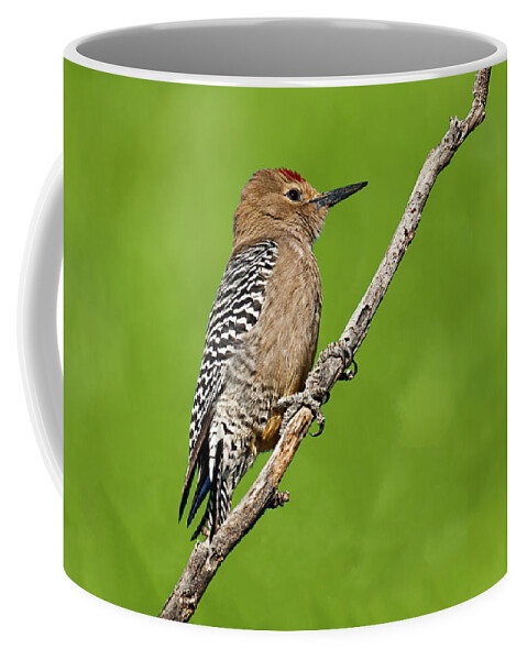 Animal Coffee Mug featuring the photograph Male Gila Woodpecker by Jeff Goulden