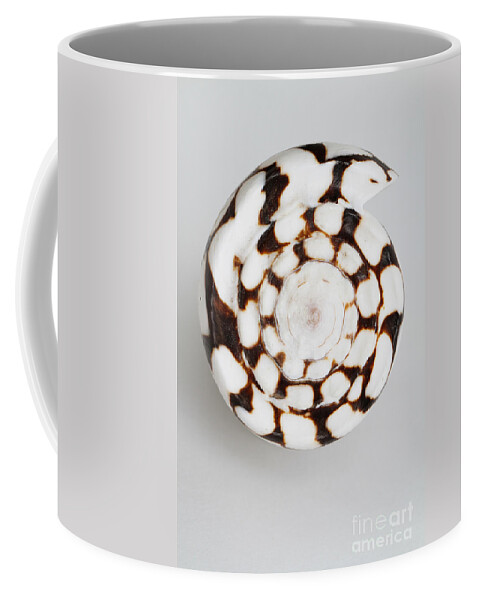 Nature Coffee Mug featuring the photograph Marbled Cone Shell #2 by Photo Researchers