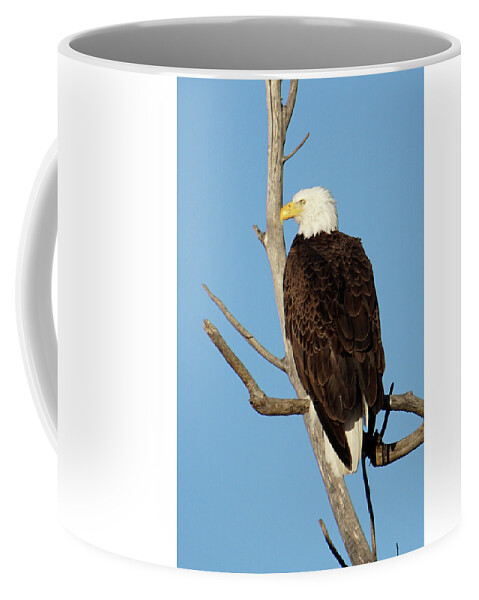 Bald Eagle Coffee Mug featuring the photograph Mature Bald Eagle #2 by Alan Hutchins