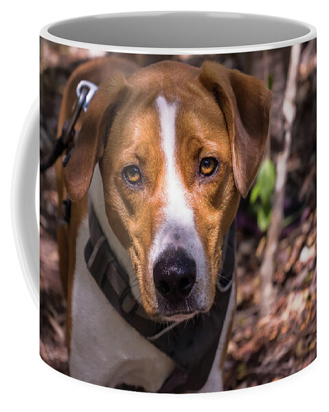 2017 Coffee Mug featuring the photograph Mikey #2 by Louise Lindsay