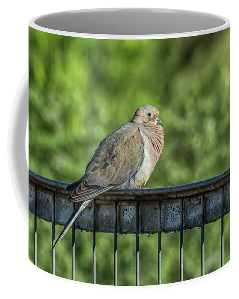 Mourning Coffee Mug featuring the photograph Mourning Dove #2 by Tam Ryan