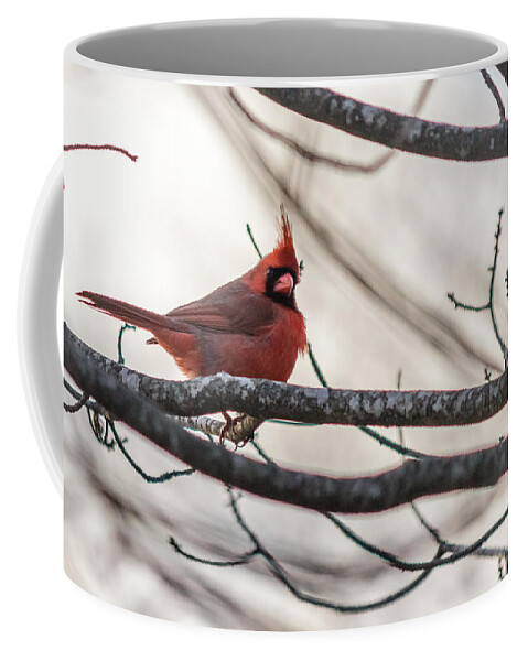 Cardinalis Coffee Mug featuring the photograph Northern cardinal #2 by SAURAVphoto Online Store
