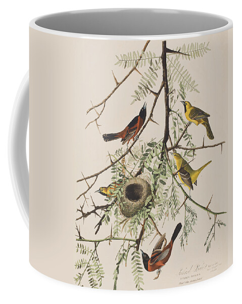 Oriole Coffee Mug featuring the painting Orchard Oriole by John James Audubon