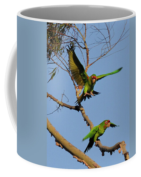Parrots Coffee Mug featuring the photograph Parrots by Marc Bittan