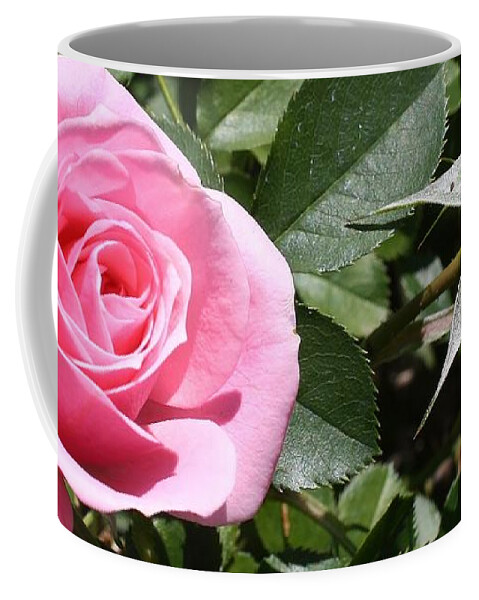 Flora Coffee Mug featuring the photograph Pink Roses #2 by Bruce Bley