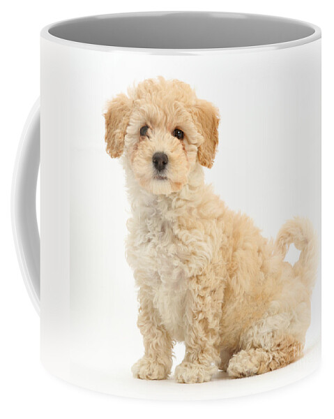 Poochon Puppy Coffee Mug featuring the photograph Poochon Puppy by Mark Taylor