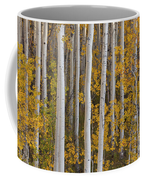 00559137 Coffee Mug featuring the photograph Quaking Aspens in Autumn #2 by Yva Momatiuk John Eastcott