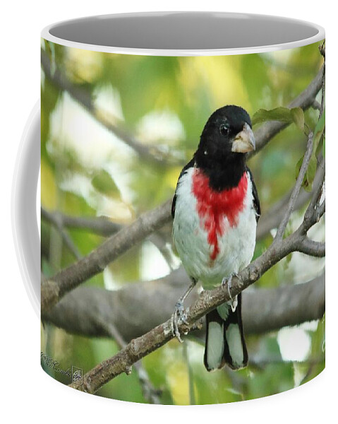 Mccombie Coffee Mug featuring the photograph Rose-Breasted Grosbeak #4 by J McCombie
