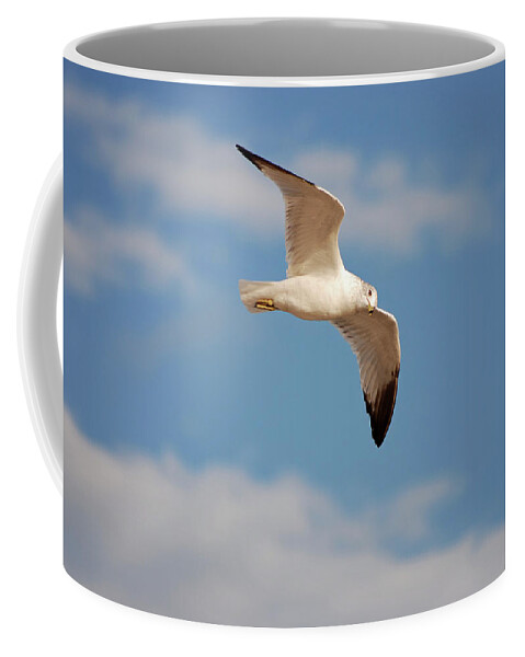 Seagulls Coffee Mug featuring the photograph 2- Seagull by Joseph Keane