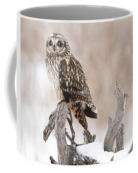 Bird Coffee Mug featuring the photograph Short Eared Owl Hunting #2 by Dennis Hammer