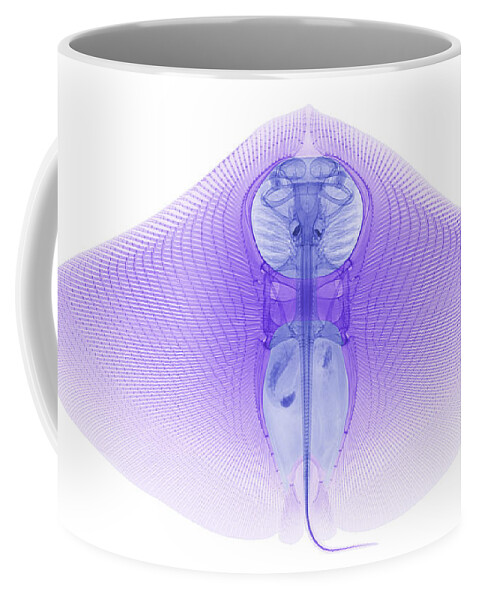 Xray Coffee Mug featuring the photograph Smooth Butterfly Ray, X-ray #2 by Ted Kinsman